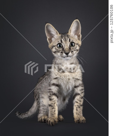 Savannah cat kitten on black background Savannah cat kitten on black background 128760186