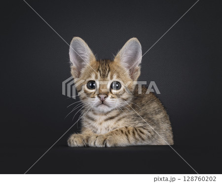 Savannah cat kitten on black background Savannah cat kitten on black background 128760202