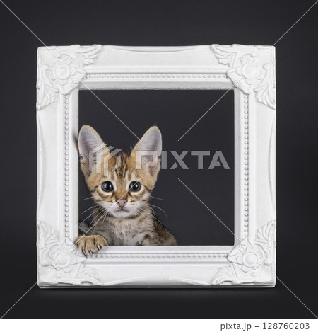Savannah cat kitten on black background Savannah cat kitten on black background 128760203