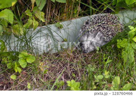 Little hedgehog peeks out from grass in garden 128760466