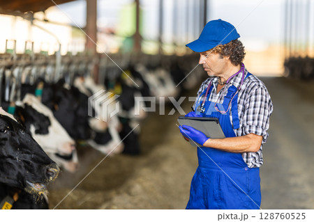 Middle-aged male vet checking cows with tablet at dairy farm 128760525