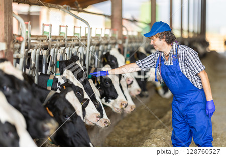 Man employee in blue overall jumpsuit strokes cows in cattle - pen. 128760527