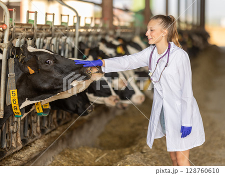 Young female vet checking cows at dairy farm Young female vet checking cows at dairy farm 128760610