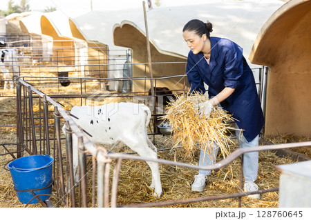 Middle-aged female farmer giving straw to calf Middle-aged female farmer giving straw to calf 128760645