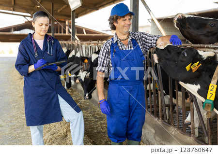 man communicates with a woman veterinarian in a cowshed 128760647