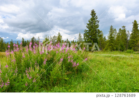 fireweed bloom in summer landscape. purple flowers on the meadow near forest in carpathian mountains. scenic view ofa countryside with overcast sky 128761689