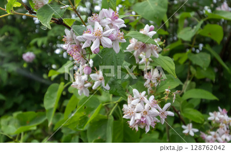 A genus of perennial woody plants of the hydrangea family pink Deutsia 128762042