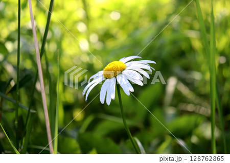 White garden daisy in profile against grass in sunlight on a summer day White garden daisy in profile against grass in sunlight on a summer day 128762865
