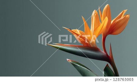 Orange Bird of Paradise Flower Closeup 128763003