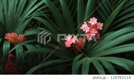 Pink Flowers and Lush Green Leaves Closeup Pink Flowers and Lush Green Leaves Closeup 128763119