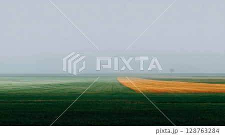 Misty Morning Field: Green And Gold Crops Under Foggy Sky Misty Morning Field: Green And Gold Crops Under Foggy Sky 128763284