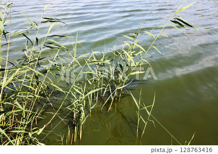 Reeds growing in water. Reeds growing in water. 128763416