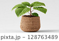 Small Green Plant in Textured Brown Pot 128763489