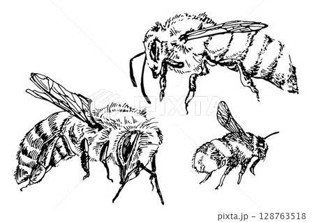 set of linear illustrations of insects, bumblebee, bee and wasp in black hand drawn outline on white set of linear illustrations of insects, bumblebee, bee and wasp in black hand drawn outline on white 128763518