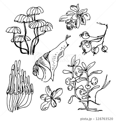 Set of sketchy northern elements for decorating hand-drawn with liner, snail, berries, mushrooms Set of sketchy northern elements for decorating hand-drawn with liner, snail, berries, mushrooms 128763520