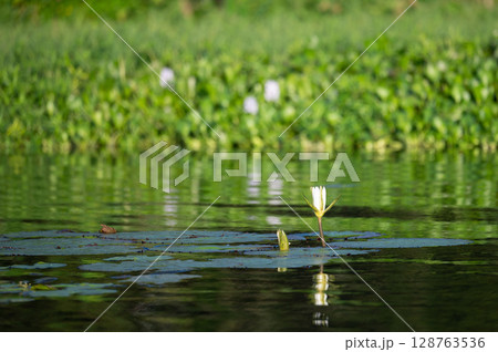 Close up of lily flower in lake water 128763536
