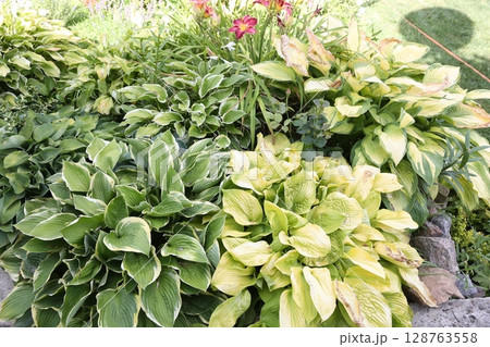 Hosta is a genus of perennial herbaceous plants 128763558