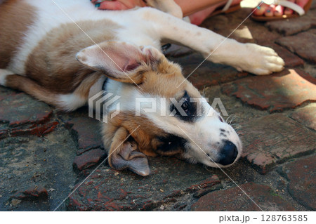 Playful puppy relaxing on cobblestone ground in a sunny outdoor setting, while a person enjoys their time nearby during a warm afternoon 128763585