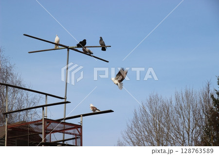 Birds perched on scaffolding against a clear sky with a flying pigeon in the foreground during a sunny day in a natural setting 128763589