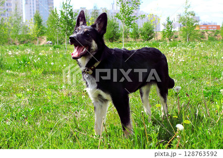 Happy black and white dog playing in a lush green park during a sunny day with city buildings in the background 128763592