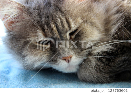 Soft gray cat relaxing on a blue blanket in a cozy indoor space during the afternoon, showcasing a peaceful expression and delicate fur details 128763601