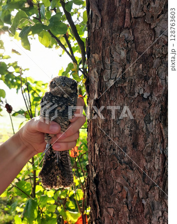 Unique encounter with an owl held by a person beside a tree during golden hour in a natural setting 128763603
