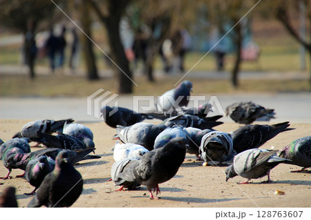 Pigeons gathering on the ground in a park during a sunny afternoon with people in the background enjoying leisure activities Pigeons gathering on the ground in a park during a sunny afternoon with people in the background enjoying leisure activities 128763607