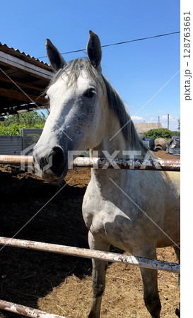 A large white horse stands on the stable and looks around curiously.  128763661