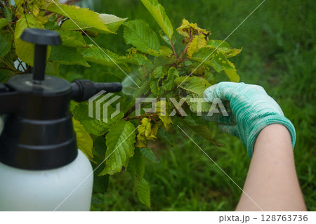 spray bottle and spraying chemical liquid on cherry leaves with aphids in summer day. Fruit trees treatment from parasites attack. Garden problems and solution. Closeup. 128763736