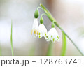 スノーフレークの花1 128763741