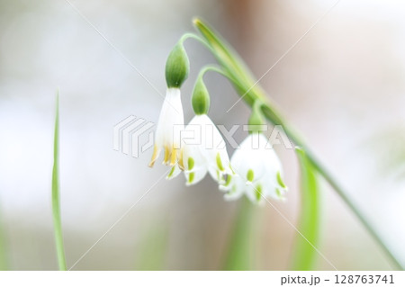 スノーフレークの花1 スノーフレークの花1 128763741