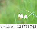 スノーフレークの花2 128763742