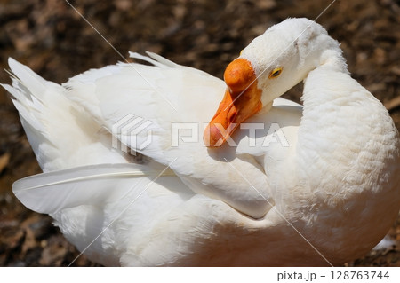 羽繕い中のガチョウ 羽繕い中のガチョウ 128763744