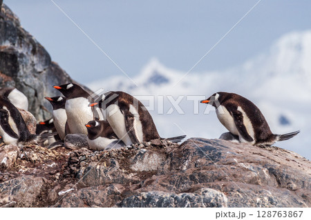 Gentoo Penguin Colony at Sierra Cove Gentoo Penguin Colony at Sierra Cove 128763867