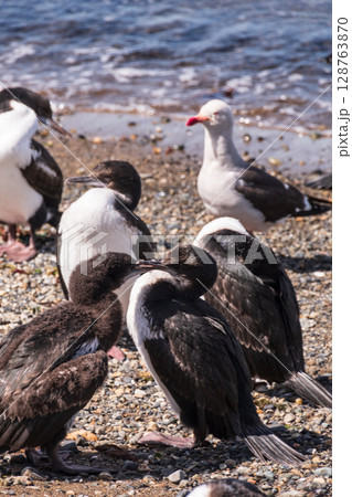 Gathering of Southerns Shags Gathering of Southerns Shags 128763870