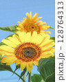 青空とひまわり 128764313