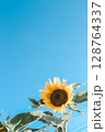 風に揺れる一輪のひまわり 128764337