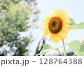 空に向かって咲く一輪のひまわり 128764388