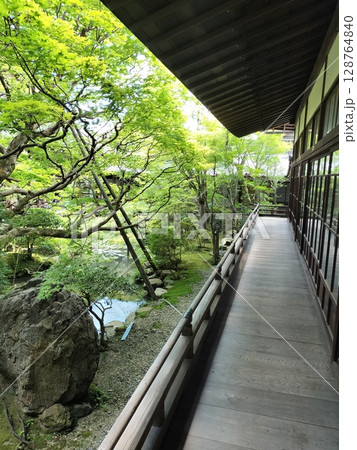 永観堂(禅林寺) 永観堂(禅林寺) 128764840
