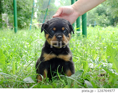 Rottweiler puppy. A small black and brown dog with a pink tongue is sitting on a blanket 128764977