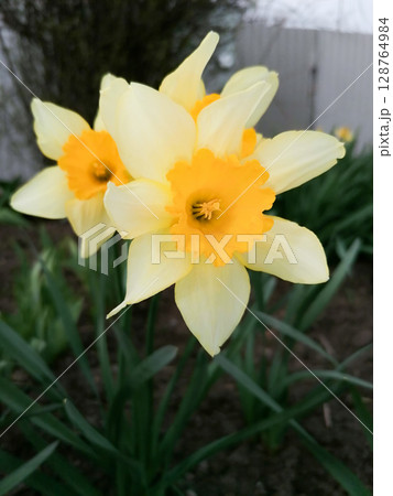 A yellow and orange flower with a yellow center A yellow and orange flower with a yellow center 128764984