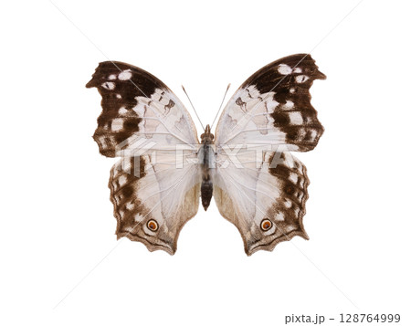 butterfly Protogoniomorpha anacardii isolated on white background butterfly Protogoniomorpha anacardii isolated on white background 128764999