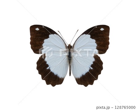 butterfly Eronia cleodora isolated on white background 128765000