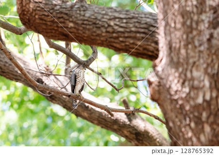 【野鳥】都市部の公園で成長するツミの雛 128765392