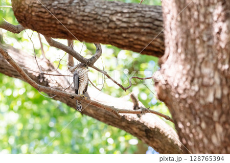 【野鳥】都市部の公園で成長するツミの雛 【野鳥】都市部の公園で成長するツミの雛 128765394