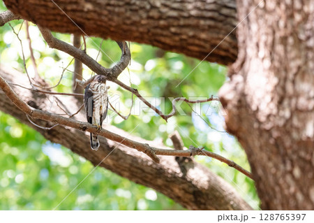 【野鳥】都市部の公園で成長するツミの雛 128765397