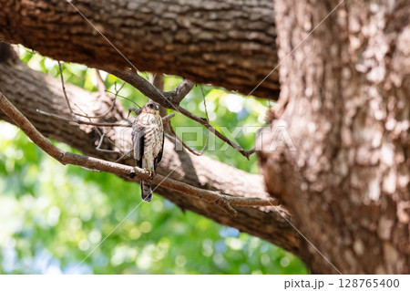 【野鳥】都市部の公園で成長するツミの雛 128765400