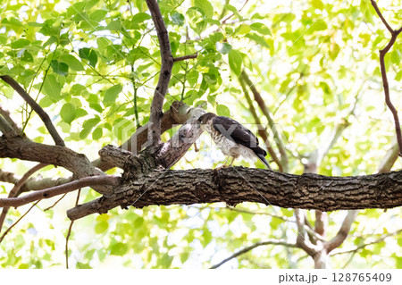 【野鳥】都市部の公園で成長するツミの雛 128765409