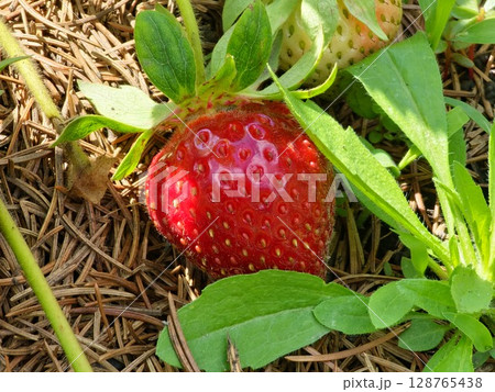 Bright juicy strawberries grow on a bush in a bunch, many berries in a garden bed, gardening and plant care Bright juicy strawberries grow on a bush in a bunch, many berries in a garden bed, gardening and plant care 128765438