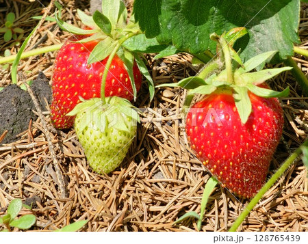 Bright juicy strawberries grow on a bush in a bunch, many berries in a garden bed, gardening and plant care Bright juicy strawberries grow on a bush in a bunch, many berries in a garden bed, gardening and plant care 128765439